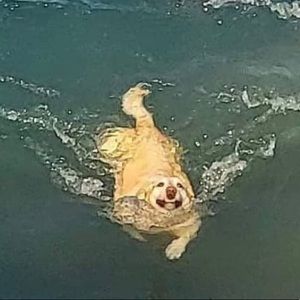 Meet your Posher, Kevin